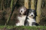 BEARDED COLLIE 315